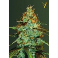 Семена конопли Original Limonade Skunk (Original Lemon Skunk) Феминизированные Victory seeds
